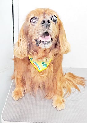 橋口ルビーちゃん