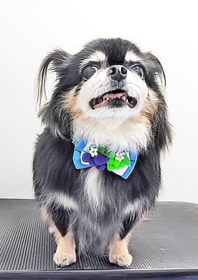 福留まろちゃん