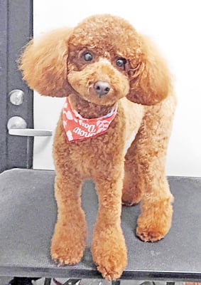 寺園チョコちゃん