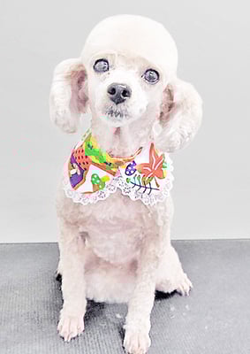 新留モコちゃん