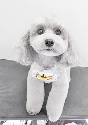 田中ロビンちゃん