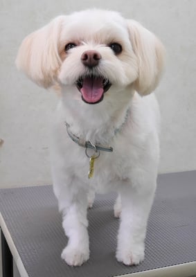 大脇ココアちゃん