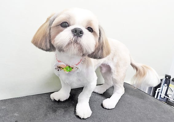 榊原もちちゃん