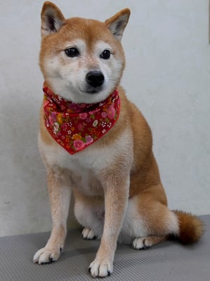 藤井リンちゃん