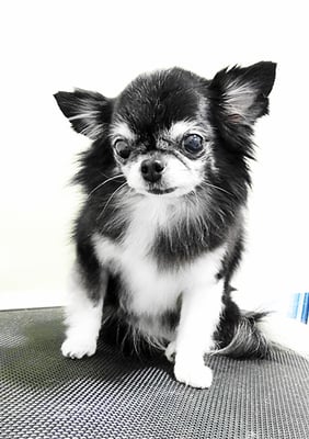 八木クロちゃん