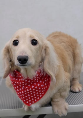 鳥越ハッピーちゃん