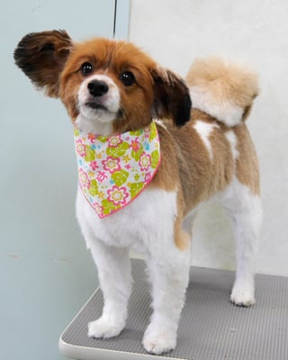 玉利ユズちゃん