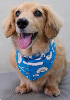 湯田ハヤテちゃん