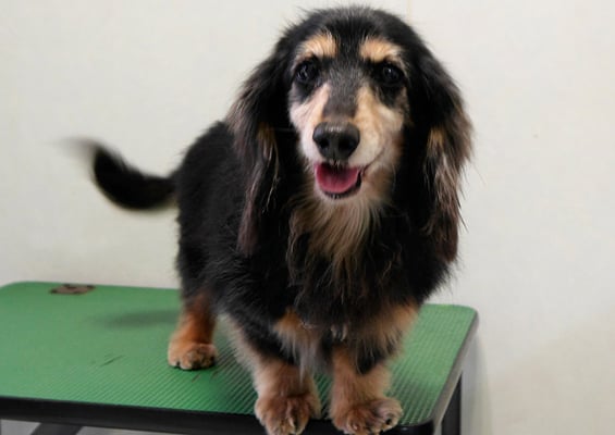 齊野平サンジちゃん