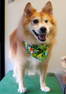 菊池ゴンちゃん