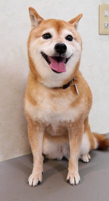 藤井リンちゃん