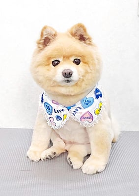 中間小次郎ちゃん