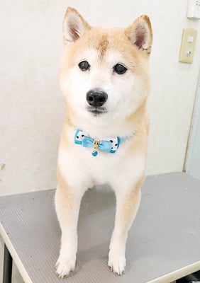 中森ラフちゃん