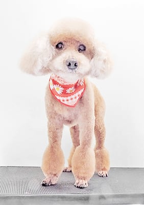 新山モモちゃん