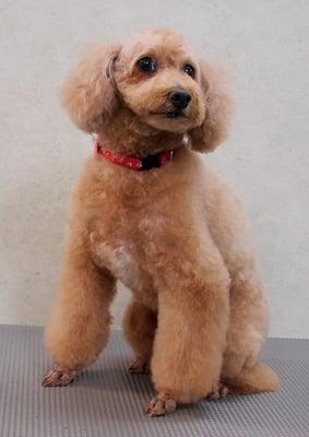 小野ハナちゃん