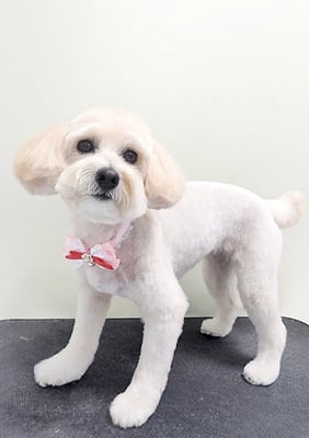 中川アロハちゃん