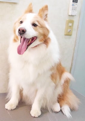 森本アンズちゃん