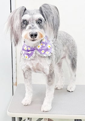 迫田プーちゃん