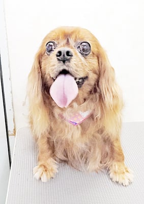 橋口ルビーちゃん