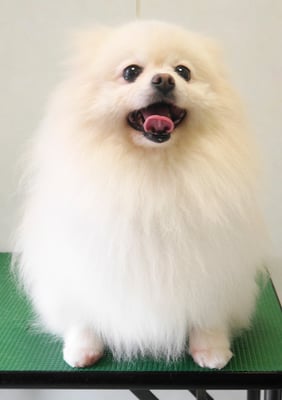 森崎ピュアちゃん