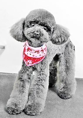 鈴木めめちゃん