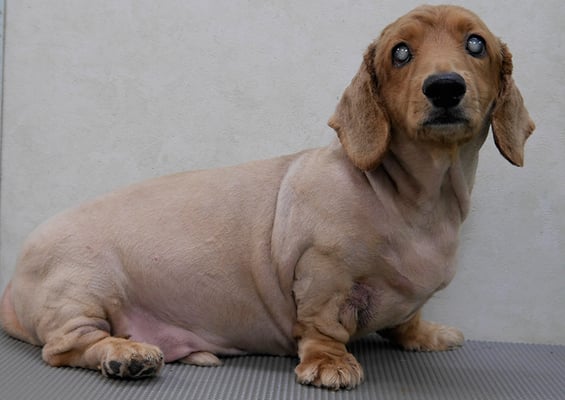 上野モンタちゃん