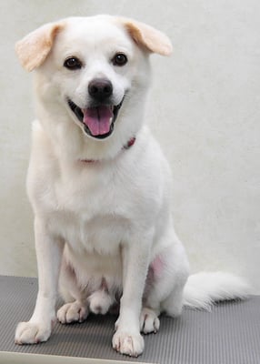 宮屋敷ボンタちゃん