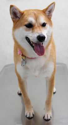 小村ユズちゃん