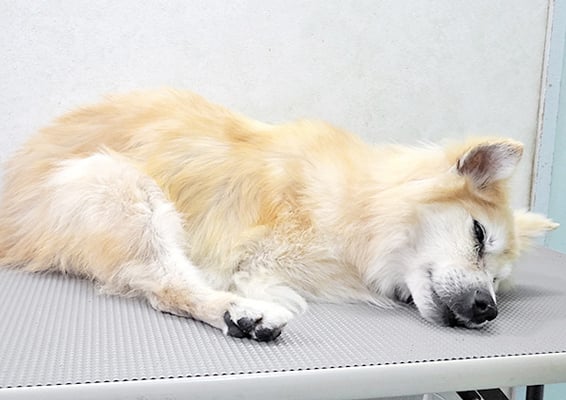 村松ゴンちゃん