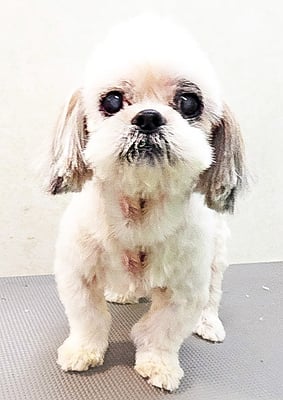 山本サランちゃん