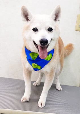 有馬コタロウちゃん