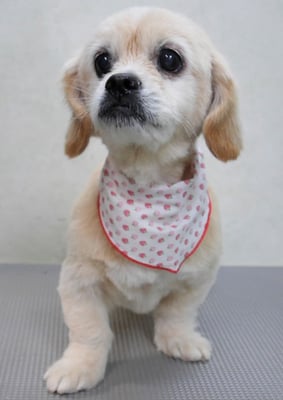 濵平メルちゃん