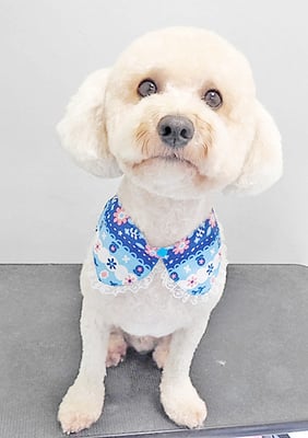 有村ルークちゃん