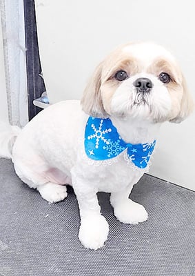 榊原もちちゃん