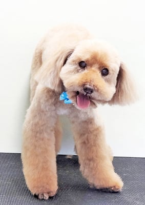 米澤ミントちゃん