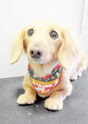 徳永コロンちゃん