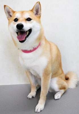 小村ゆずちゃん