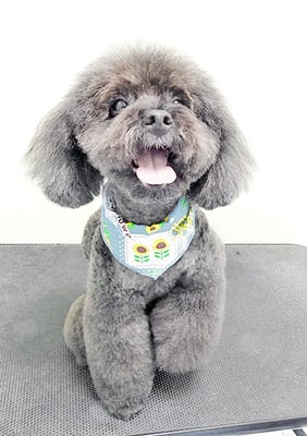 竹崎ルフィちゃん