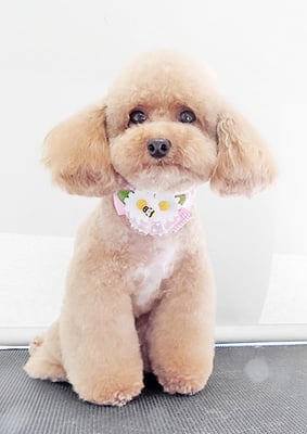 田淵マロンちゃん