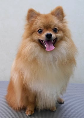 大井ポンタちゃん