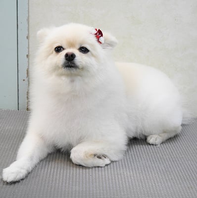 千葉チビちゃん