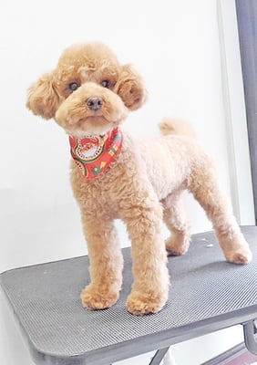 福島ベルちゃん