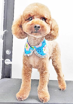 寺園チョコちゃん