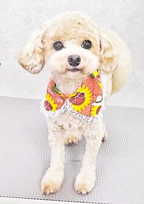 岩元チルちゃん