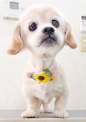 濵平メルちゃん