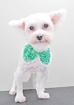 福元ミルクちゃん