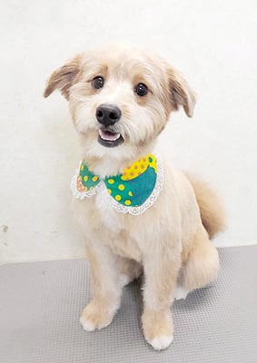 神代きなこちゃん