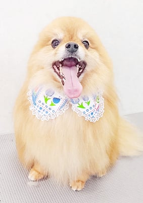 大井ポンタちゃん