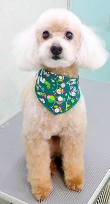 伊集院ペロちゃん