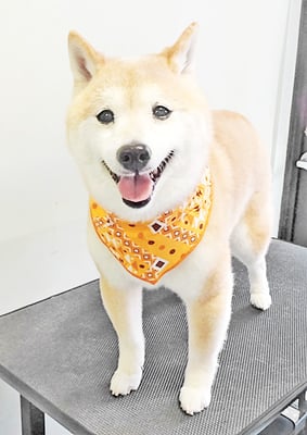 中森ラフちゃん